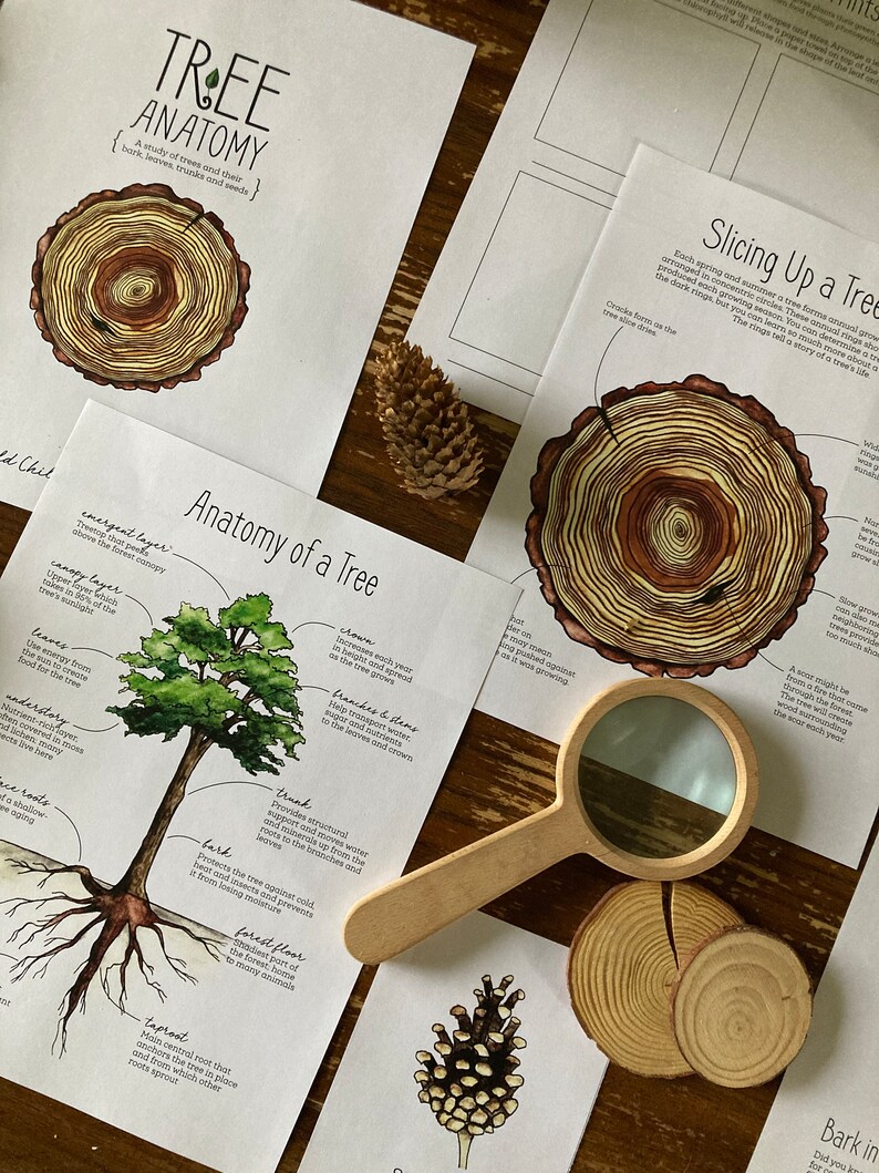 May include: A colorful illustration of a tree's anatomy, showing the roots, trunk, branches, leaves, and emergent layer. The illustration is accompanied by text explaining each part of the tree. The text includes the words "Tree Anatomy", "Slicing Up a Tree", and "Bark in".