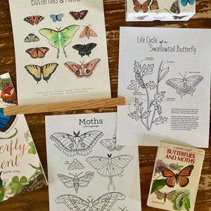 Puede incluir: Una colección de materiales educativos sobre mariposas y polillas, que incluye una página para colorear, un gráfico del ciclo de vida y un libro titulado "Mariposas y polillas".
