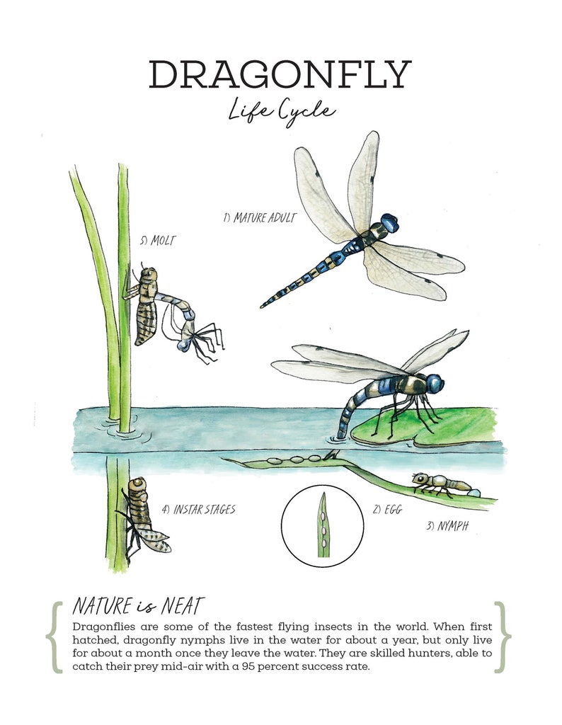 May include: An illustration of the life cycle of a dragonfly. The illustration shows the dragonfly in its egg, nymph, instar stages, molting, and mature adult stages. The text "NATURE is NEAT" is written in green on the bottom of the illustration. The text below the title reads: "Dragonflies are some of the fastest flying insects in the world. When first hatched, dragonfly nymphs live in the water for about a year, but only live for about a month once they leave the water. They are skilled hunters, able to catch their prey mid-air with a 95 percent success rate."