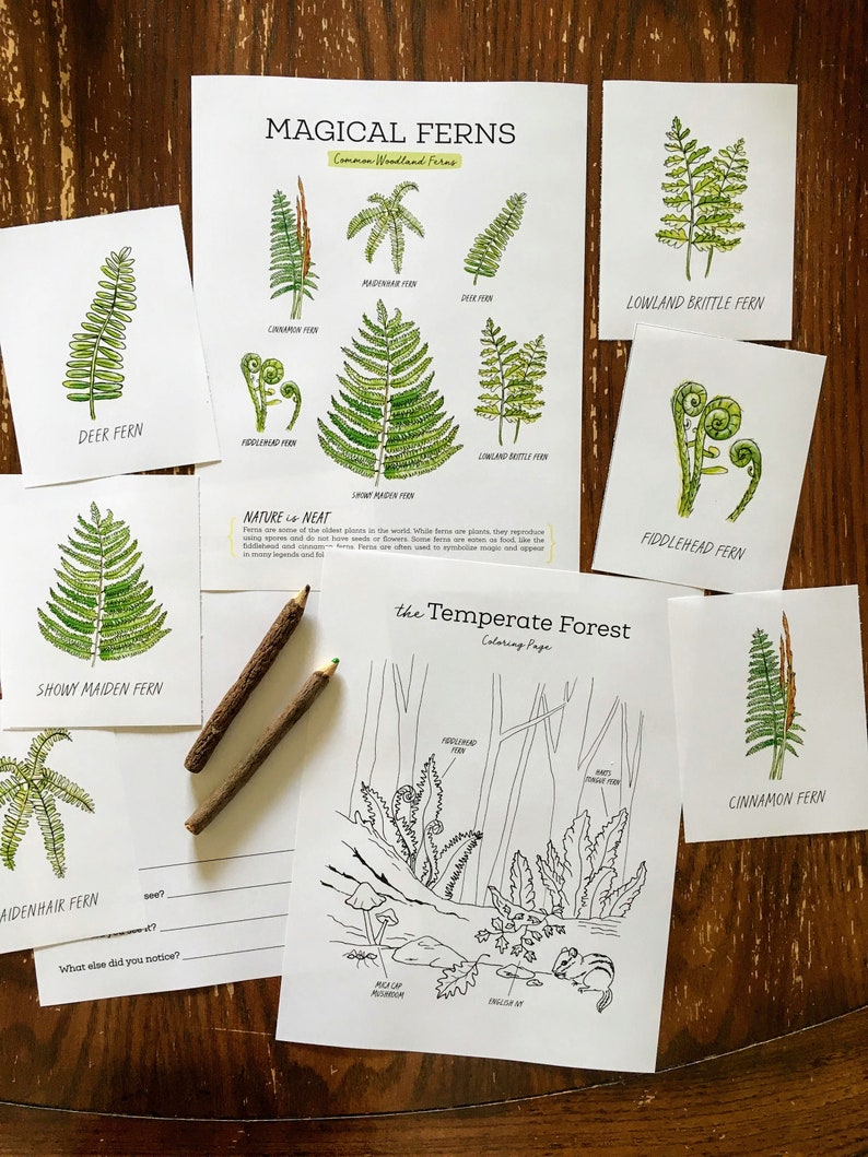 Forest Ferns Nature Journaling Pack Homeschool Printable Nature Study Charlotte Mason image 1