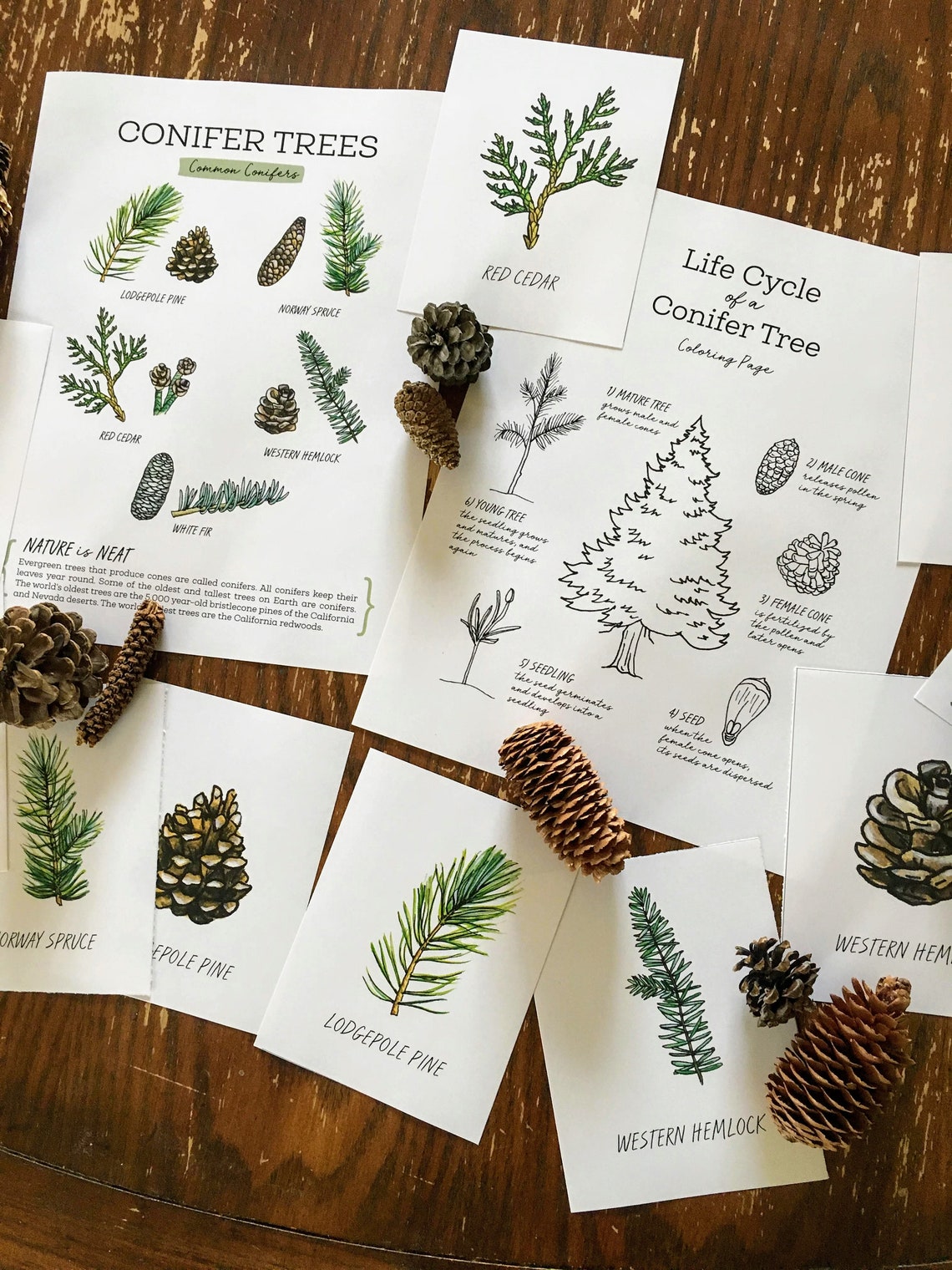 Conifers Nature Journaling Pack Homeschool Printable Nature | Etsy