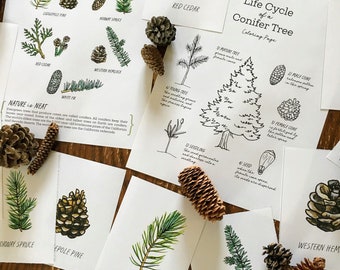 Conifers Nature Journaling Pack - Homeschool Printable Nature Study Charlotte Mason