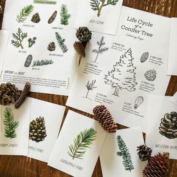 Conifers Nature Journaling Pack - Homeschool Printable Nature Study Charlotte Mason