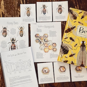 Honey Bees Mini Unit - Nature Study Charlotte Mason Homeschool Printable