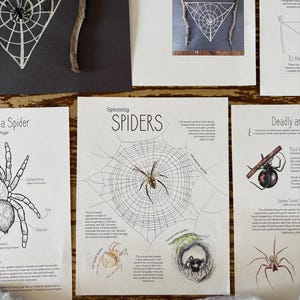 Puede incluir: Una hoja de trabajo educativa imprimible sobre arañas con ilustraciones de diferentes especies de arañas, incluyendo la viuda negra, la araña de embudo y la araña de embudo de Sydney. La hoja de trabajo incluye información sobre las características y los hábitos de cada araña.