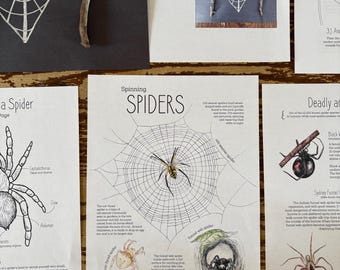 Spiders Nature Study - Charlotte Mason, Unit Study