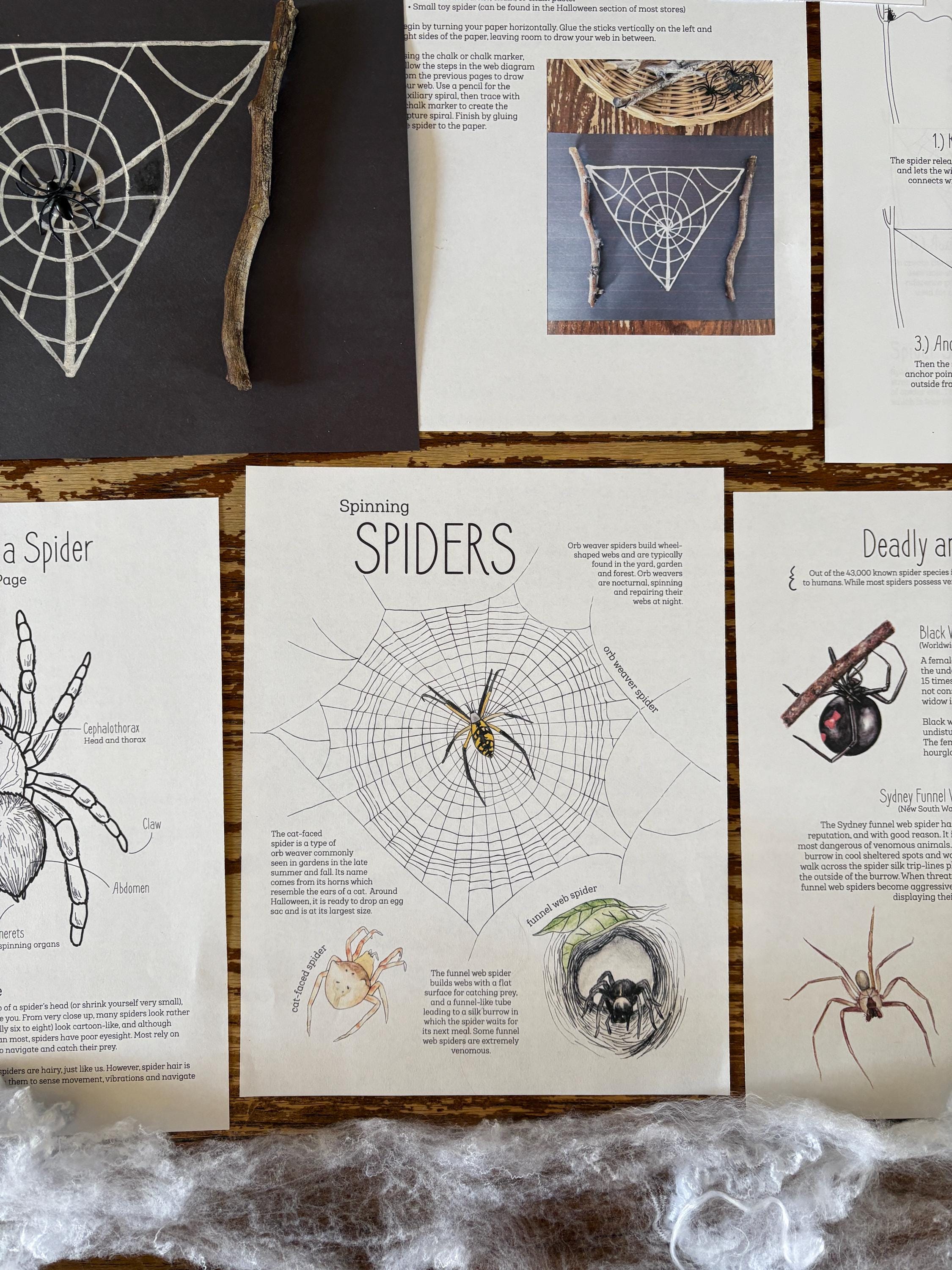 Charlotte la araña - Etsy México, image size:2250x3000