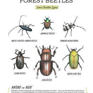 May include: An illustration of different types of forest beetles, including the Japanese beetle, white-spotted sawyer beetle, banded alder borer, cedar beetle, green June bug, and stag beetle. The text "FOREST BEETLES" and "Some Beetle Types" is at the top of the image. The text "NATURE is NEAT" is at the bottom of the image, with a description of beetles.