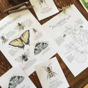 May include: A set of printable educational cards featuring illustrations of various garden pollinators, including bees, wasps, moths, and butterflies. The cards include the names of each pollinator and a brief description of their role in the garden ecosystem. The cards are designed to be used for educational purposes, such as teaching children about the importance of pollinators.
