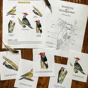 Woodpecker Study Pack - Homeschool Printable Nature Study Charlotte Mason