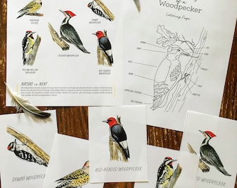 May include: A set of printable educational cards featuring illustrations of different types of woodpeckers, including the Red-Headed Woodpecker, Downy Woodpecker, Yellow-Bellied Sapsucker, and Northern Flicker. The cards also include the text "Amazing Woodpeckers" and "The Picidae Family".