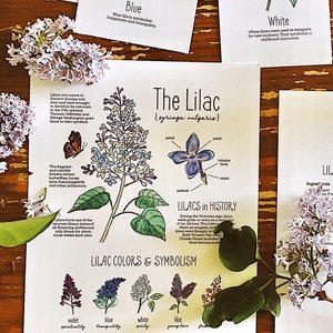 Lilac Flower Nature Pack - Homeschool Printable Charlotte Mason Nature Study