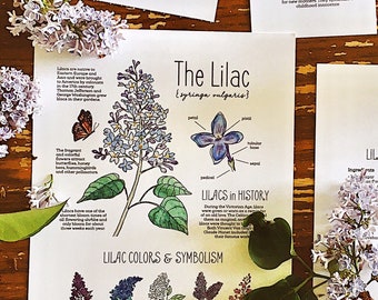 Lilac Flower Nature Pack - Homeschool Printable Charlotte Mason Nature Study