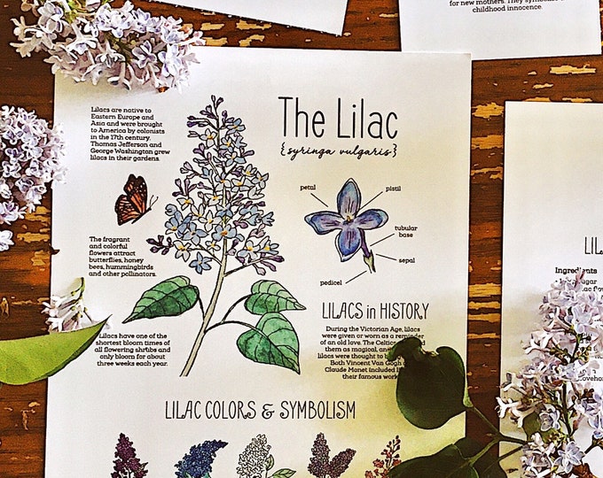 Lilac Flash Card.pdf Lilac Flower Nature Pack - Homeschool Printable Charlotte Mason Nature ...