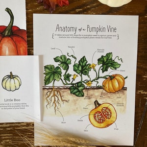 NEW! Pumpkin Nature Study - Etsy