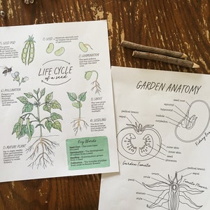 The GARDEN Notebook Homeschool Printable Nature Study Charlotte Mason image 4