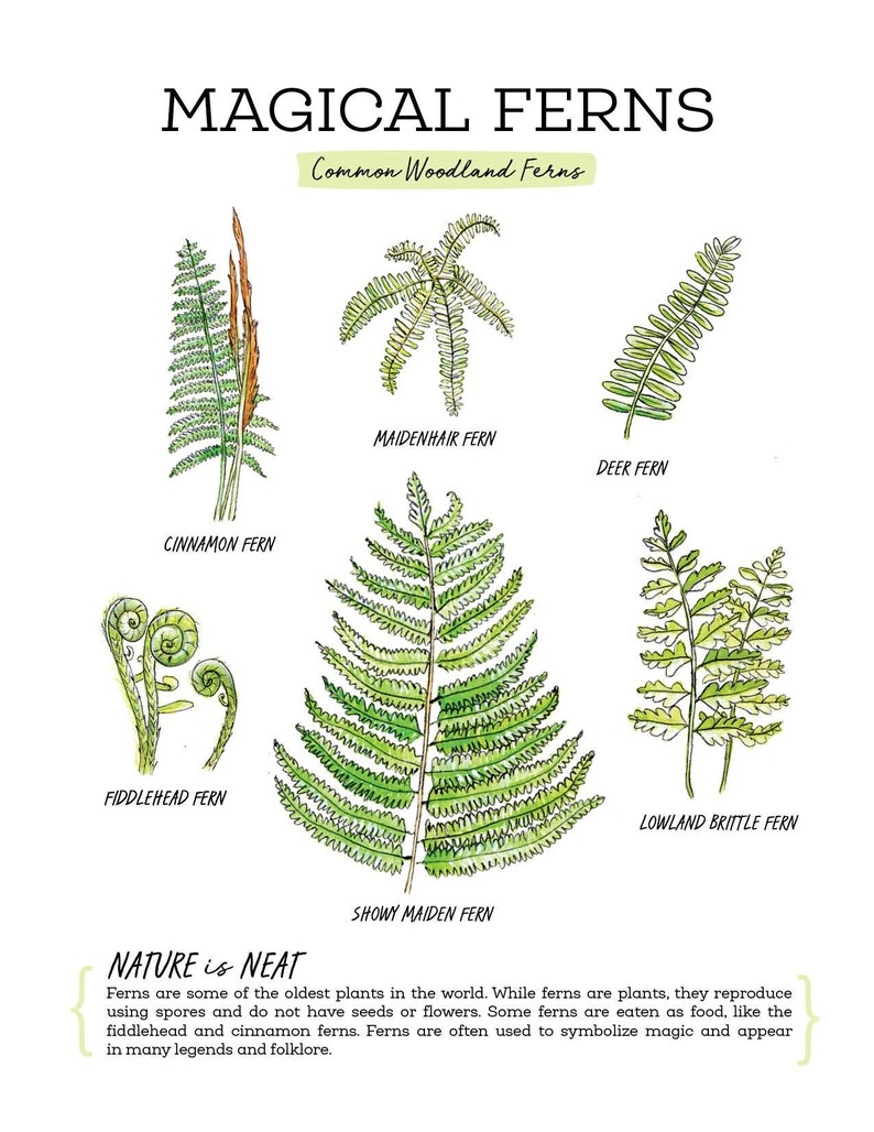 Forest Ferns Nature Journaling Pack Homeschool Printable Nature Study Charlotte Mason image 2