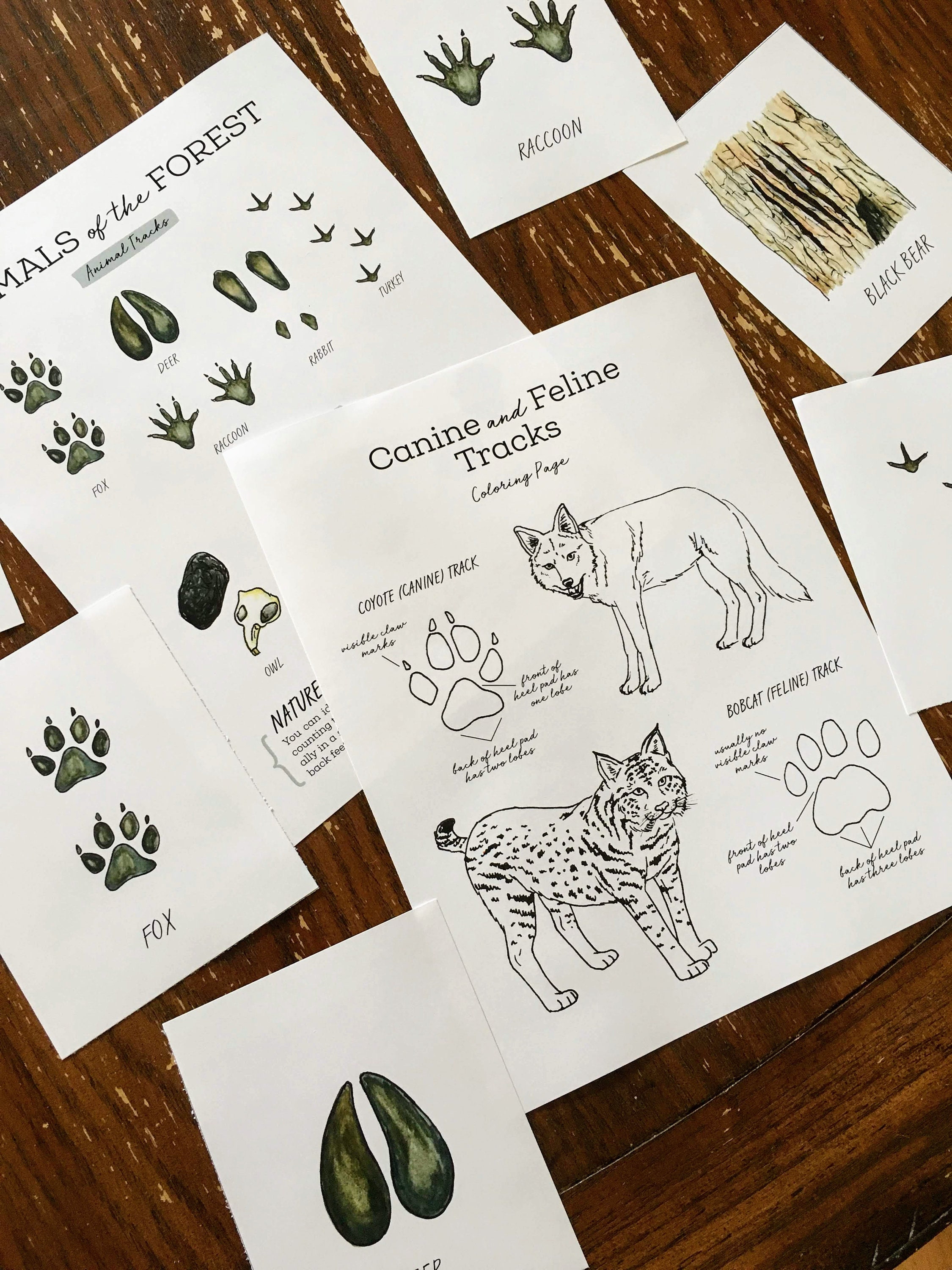 Animal Tracks Printable - Nature Curriculum in Cards