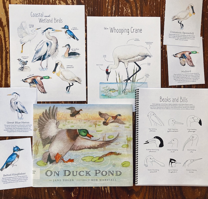 Pode incluir: Um livro infantil intitulado "On Duck Pond" de Jane Yolen com ilustra&ccedil;&otilde;es de Bob Marshall. A capa apresenta uma pintura em aquarela de um pato voando sobre um lago com nen&uacute;fares. O livro faz parte de um conjunto de materiais educativos sobre p&aacute;ssaros e seus bicos e patas.