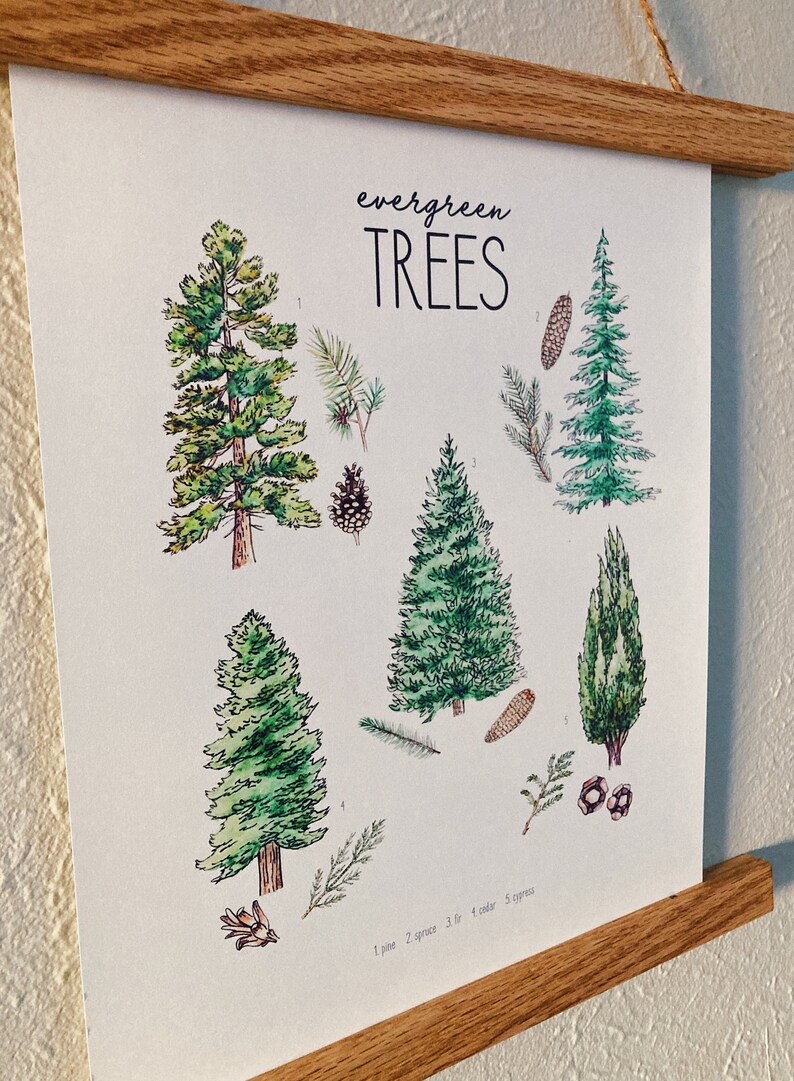 Evergreen Trees Art Print/poster (digital) - Etsy