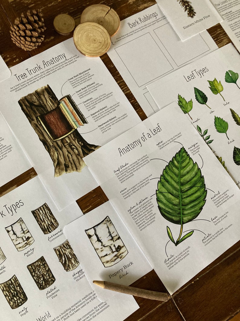 May include: A set of educational printables about trees, including illustrations of tree trunk anatomy, bark types, leaf types, and the anatomy of a leaf. The printables feature hand-drawn illustrations and text labels.