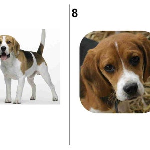 60 BEAGLE DOG return address labels....Free Shipping image 5