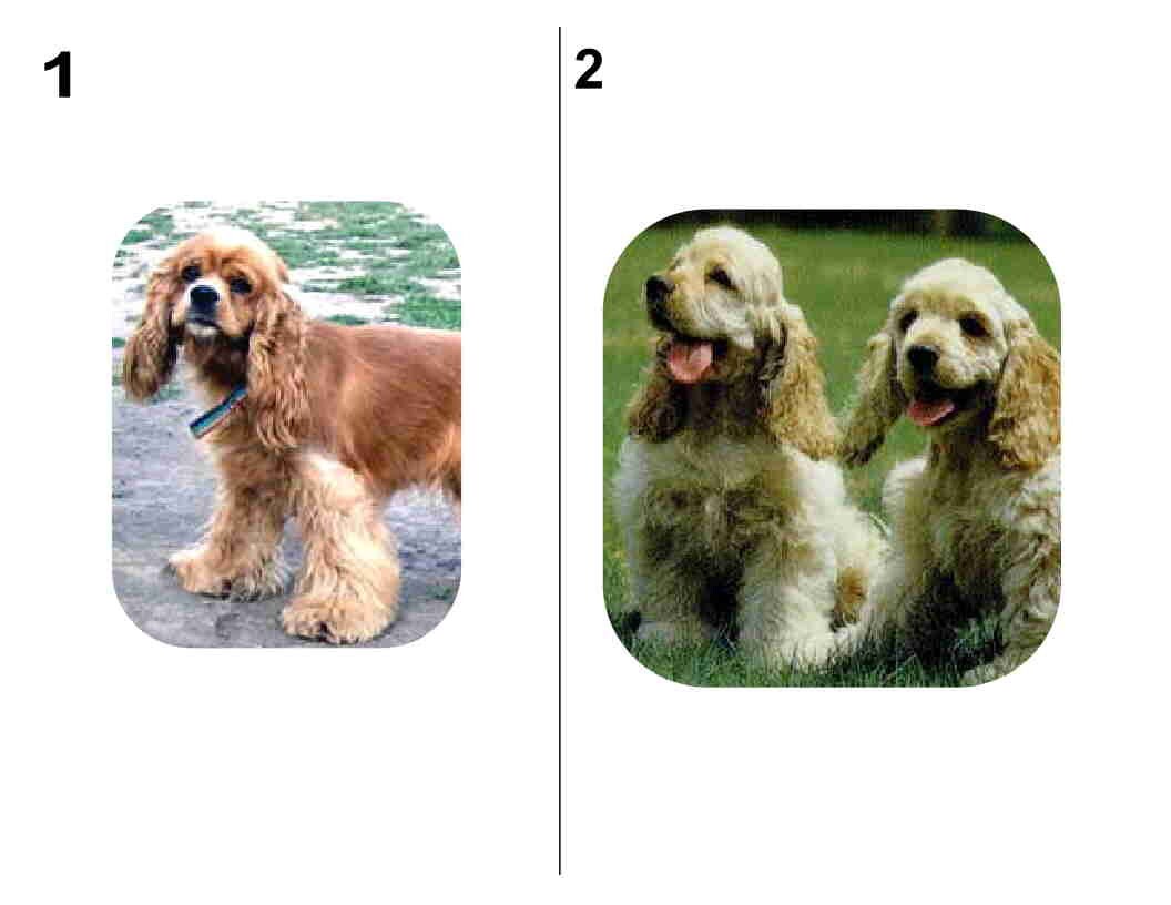 Personalized Cocker Spaniel Dog Address Labels - Premium Labels (30 Labels Per Sheet) - Buy 3 Get 1 Free!