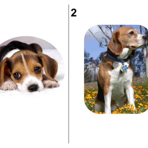 60 BEAGLE DOG return address labels....Free Shipping image 2