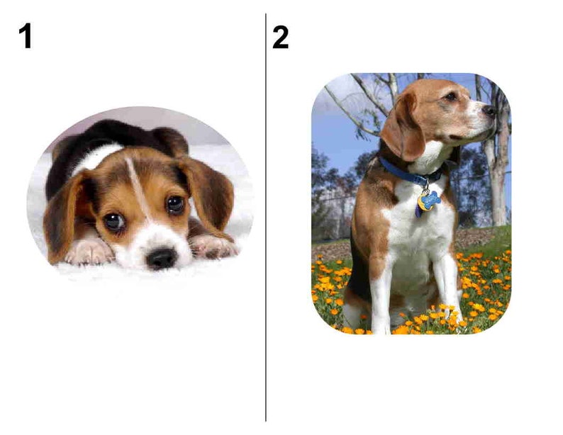 60 BEAGLE DOG return address labels....Free Shipping image 2