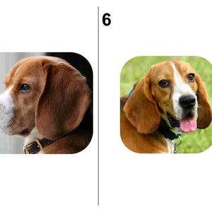 60 BEAGLE DOG return address labels....Free Shipping image 4