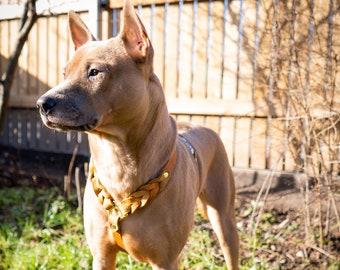 Harnais pour chien Dogily en cuir véritable tanné végétal | harnais tressé en cuir souple facile à porter