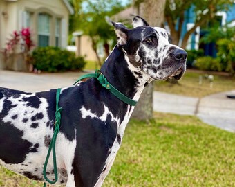 Cuero de plomo antideslizante, cuero suave, trenzado y elegante 2'n'1 correa de collar de fácil uso, correa de perro de la ciudad bien entrenada, correa cómoda para perros guapos