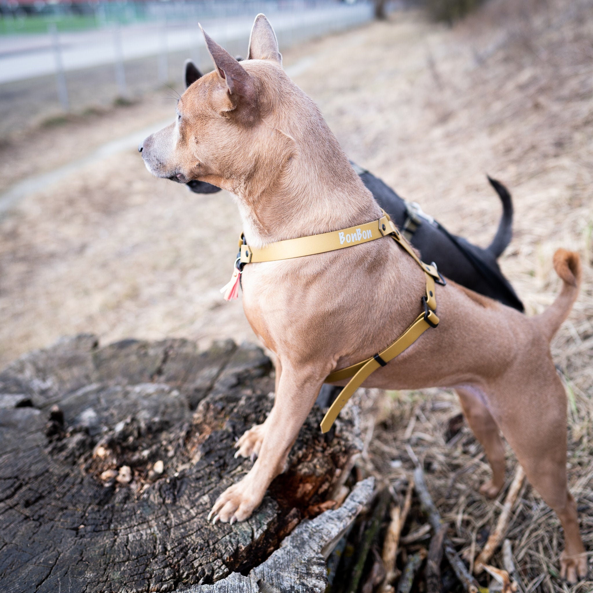 dog tracking harness