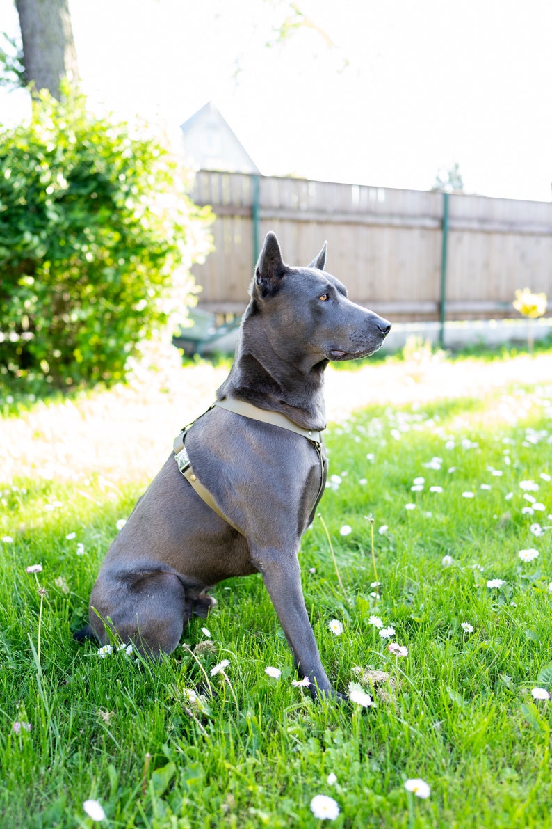 Biothane Dog Harness in Army Olive Green for Large Dogs With Etsy
