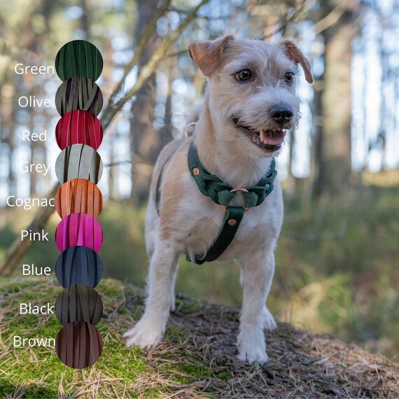 Leather harness for small dogs sales