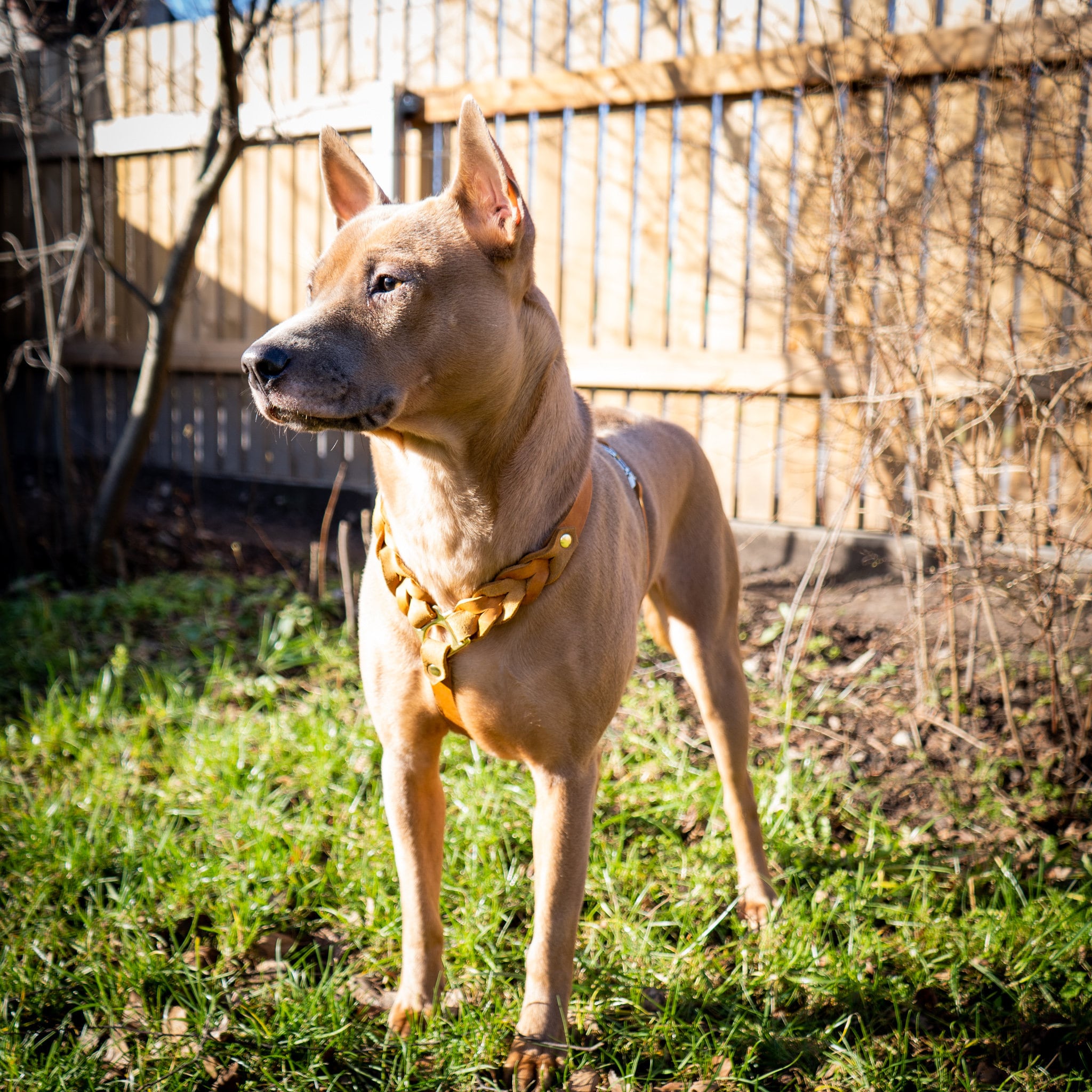 Dogily seat cover sale