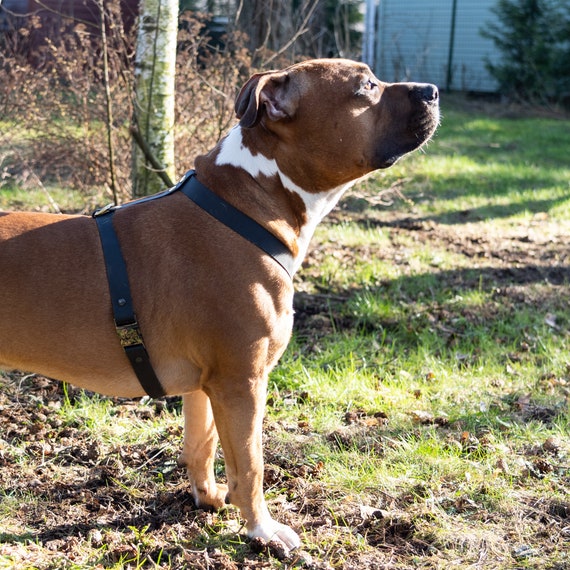 Dog harness large breed discount