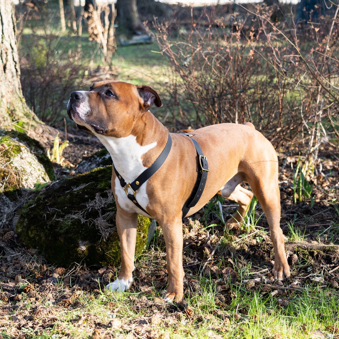 BIOTHANE DOG HARNESS, Large Breeds Training Harness, Biothane Beta