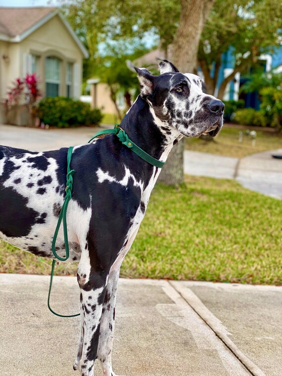 2 lead dog best sale leash