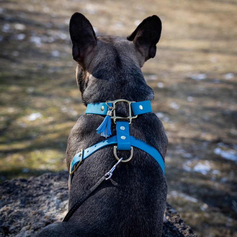 BioThane dog harness Frenchie fit waterproof harness stink Etsy