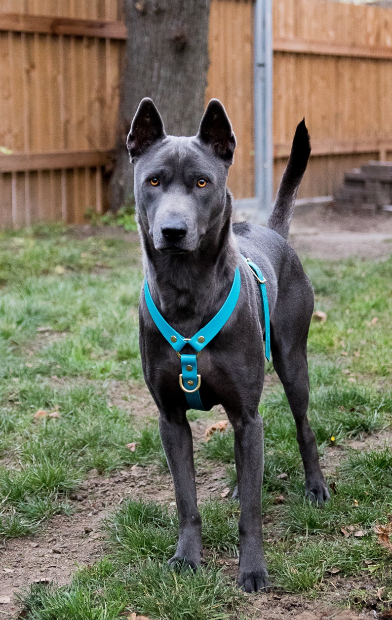 collapsible soft dog crate