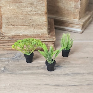 May include: Three small potted plants with green leaves. The plants are in black pots and are sitting on a light brown wooden surface.