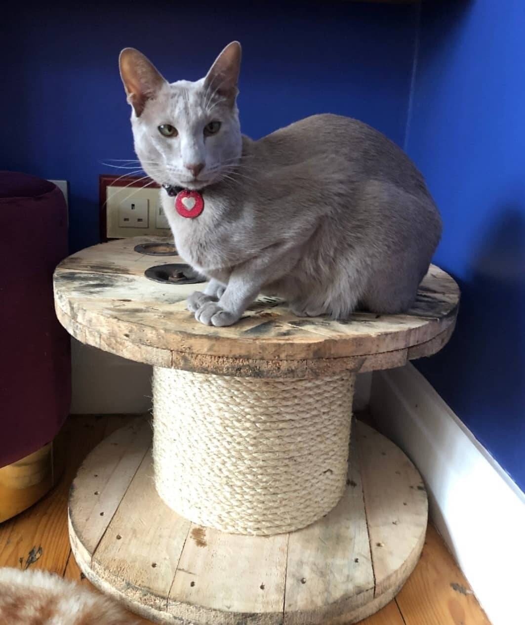 Wooden Rustic Cable Drum Cable Reel Cat Scratching Post Sisal Etsy UK