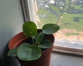 baby pilea peperomioides nursery pots