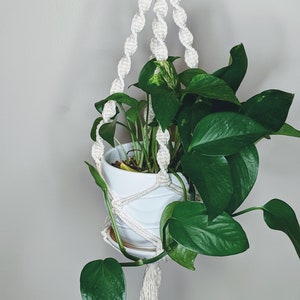 Peut inclure: Un porte-plante en macramé blanc avec un pot en céramique blanc et une plante verte en pot. La plante est un pothos aux feuilles panachées.