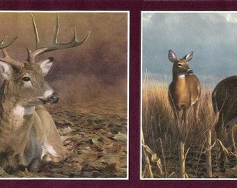Deer Wallpaper Etsy