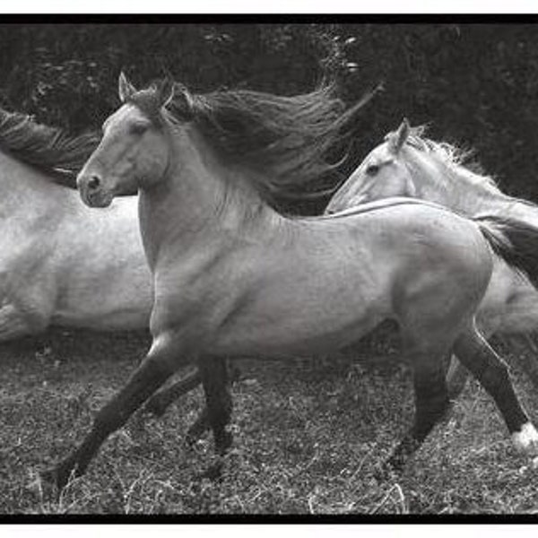 Western Wallpaper Border Etsy