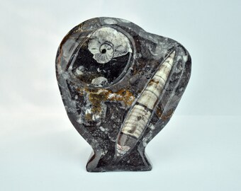 Orthoceras Sculpture Etsy