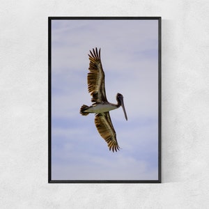 Stampa fotografica Poster Pelican su carta lucida di alta qualità