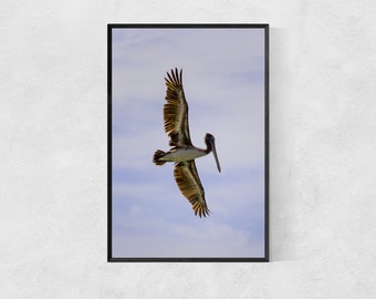 Photography Print High Quality Lustre Paper Pelican Poster